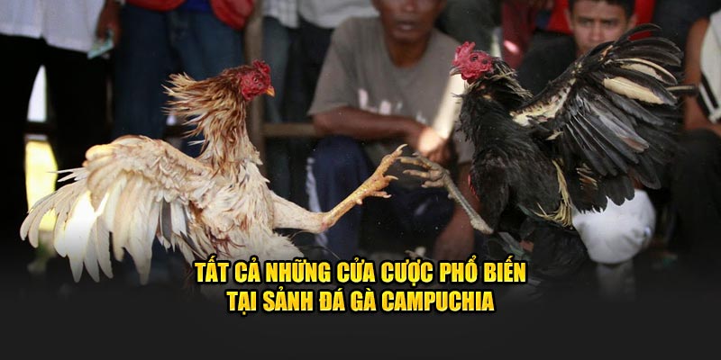 Tất cả những cửa cược phổ biến tại sảnh đá gà campuchia
